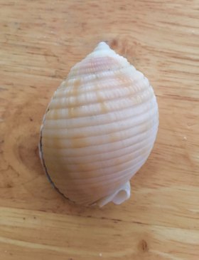 Shell Seeking